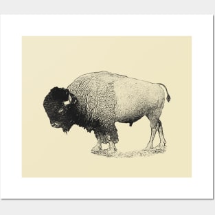 Bison Posters and Art